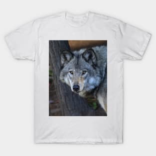 Timber wolf closeup T-Shirt